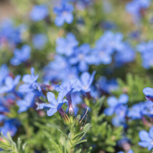LITHODORA DIFFUSA, BORAGINACEAE - 2784