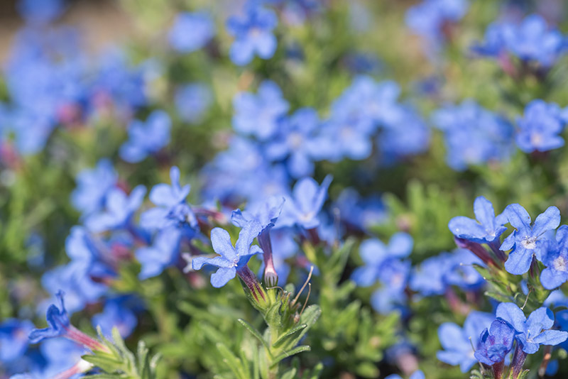 LITHODORA DIFFUSA, BORAGINACEAE - 2784 - immagine 1