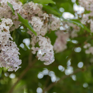 SYRINGA, PRESTONIA, VAR ANDREY, OLEACEAE - 2794