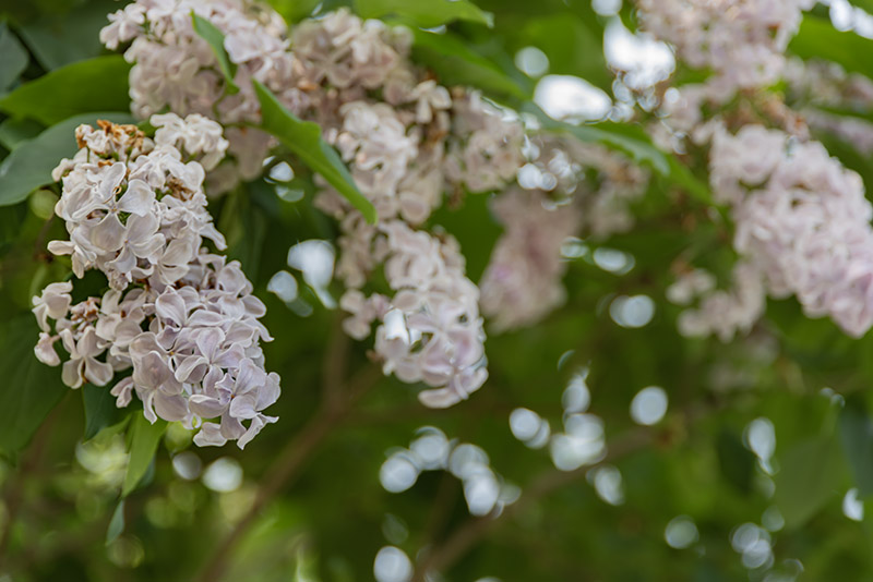 SYRINGA, PRESTONIA, VAR ANDREY, OLEACEAE - 2794 - immagine 1
