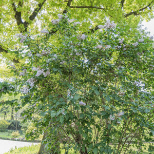 SYRINGA, PRESTONIA, VAR ANDREY, OLEACEAE - 2795