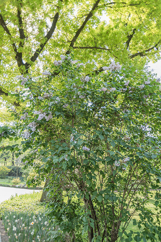 SYRINGA, PRESTONIA, VAR ANDREY, OLEACEAE - 2795