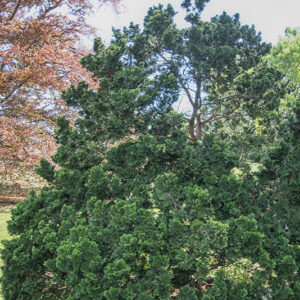 CHAMAECYPARYS, OBTUSA, VAR COMPACTA NANA, PINACEAE, GIAPPONE - 2799