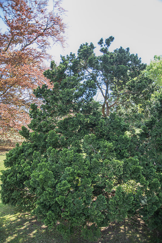 CHAMAECYPARYS, OBTUSA, VAR COMPACTA NANA, PINACEAE, GIAPPONE - 2799