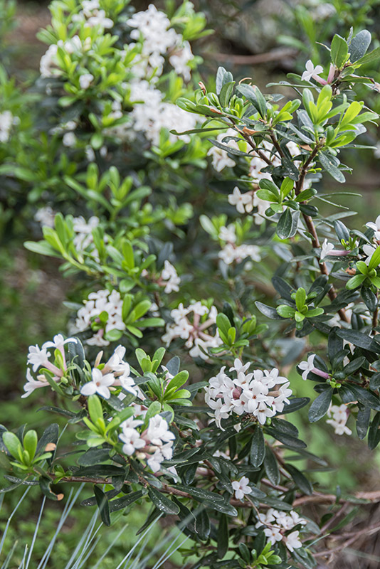 OLEARIA, X HAASTII, ASTERACEAE, NUOVA ZELANDA - 2819
