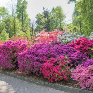 DECORO AZALEE RODODENDRI - COLORI - 2888