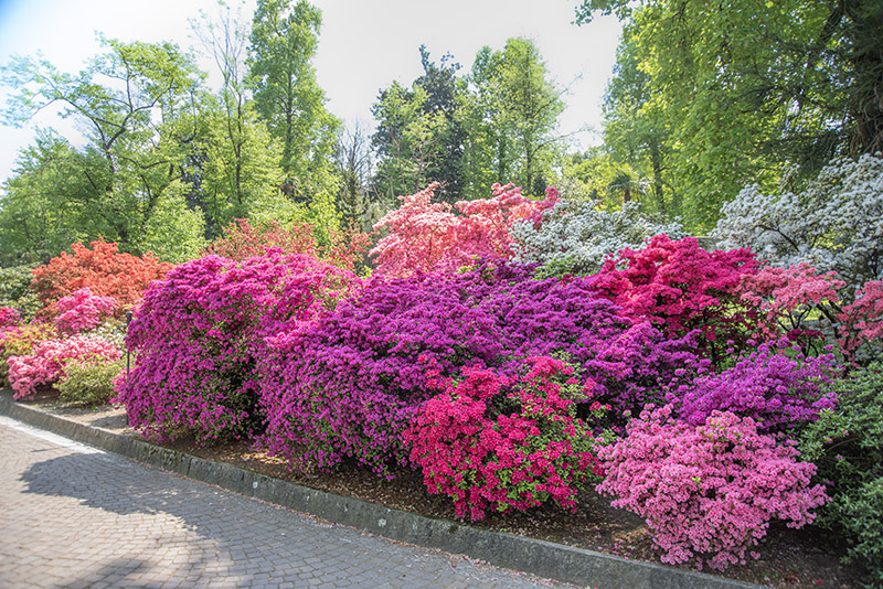 DECORO AZALEE RODODENDRI - COLORI - 2888 - immagine 1