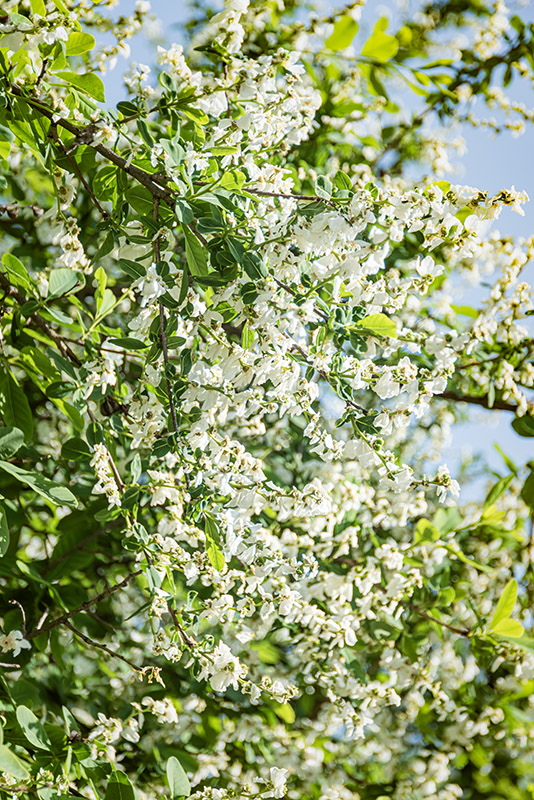 EXOCHORDA, KOROLKOWI, ROSACEAE, TURKESTAN - 2893