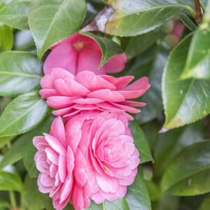 CAMELIA, JAPONICA, BELLA TOSCANA, THEACEAE - 2914