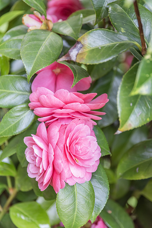 CAMELIA, JAPONICA, BELLA TOSCANA, THEACEAE - 2914