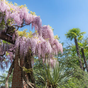 GLICINE, WISTERIA, FABACEAE  E DASYLIRION, GLAUCOPHYLLUM, AGAVACEAE - 2969