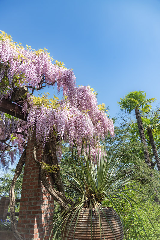 GLICINE, WISTERIA, FABACEAE  E DASYLIRION, GLAUCOPHYLLUM, AGAVACEAE - 2969