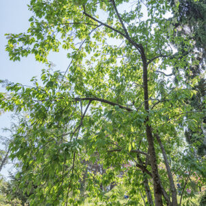 PRUNUS, MAACKII, ROSACEAE, MANCIURIA - 2972