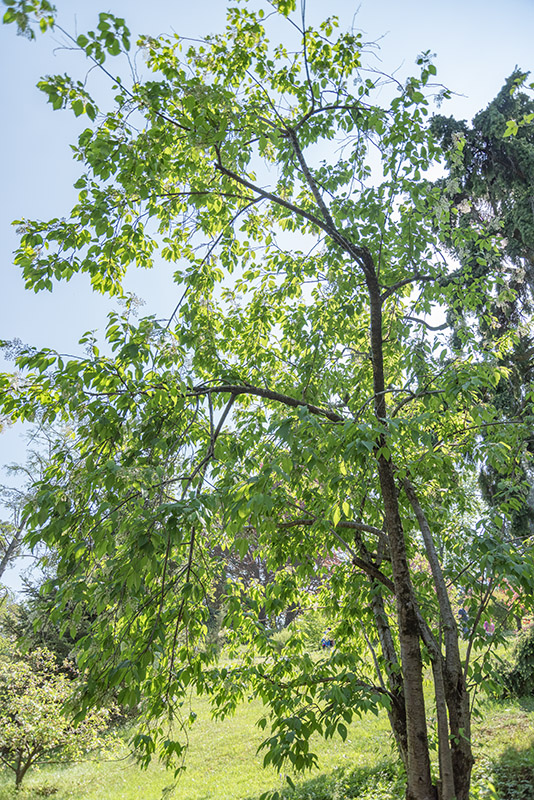 PRUNUS, MAACKII, ROSACEAE, MANCIURIA - 2972