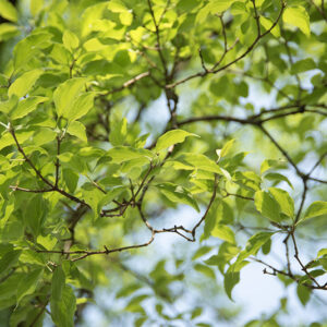 CORNUS, WALTERI, CORNACEAE, CHINA - 2992