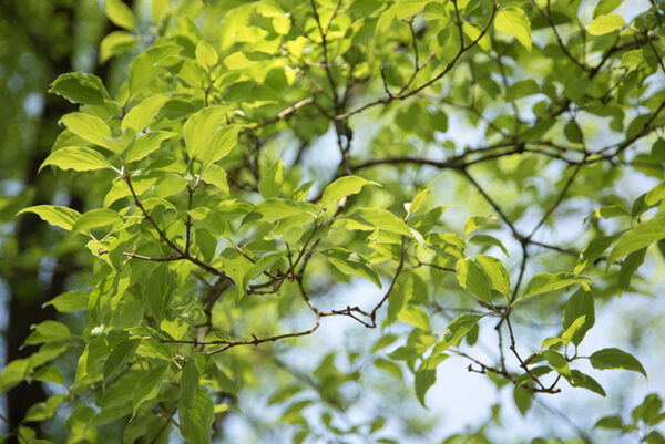 CORNUS, WALTERI, CORNACEAE, CHINA - 2992
