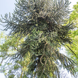 ARAUCARIA, ARAUCANA, ARAUCARIACEAE, CILE, PATAGONIA - 2994