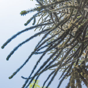 ARAUCARIA, ARAUCANA, ARAUCARIACEAE, CILE, PATAGONIA - 2996