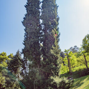 PICEA ORIENTALIS, ABIETACEAE, CAUCASO - 3015
