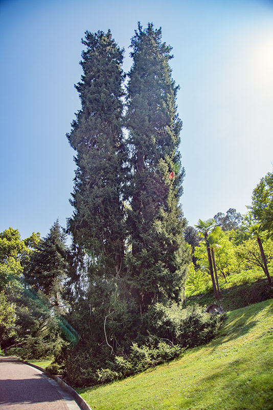 PICEA ORIENTALIS, ABIETACEAE, CAUCASO - 3015