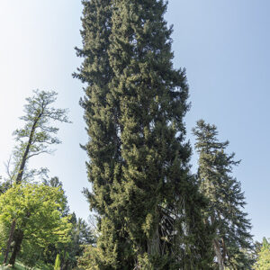 PICEA ORIENTALIS, ABIETACEAE, CAUCASO - 3017