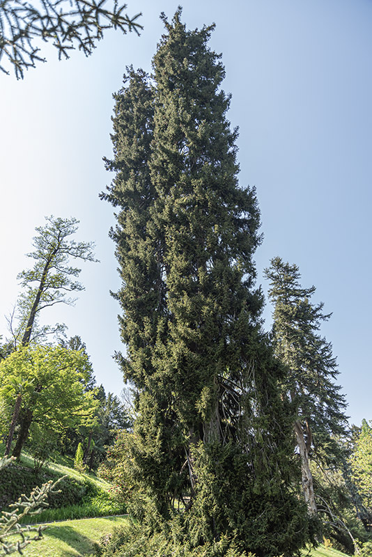PICEA ORIENTALIS, ABIETACEAE, CAUCASO - 3017