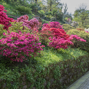 AZALEA, RHODODENDRUM, ERICACEAE - 3037