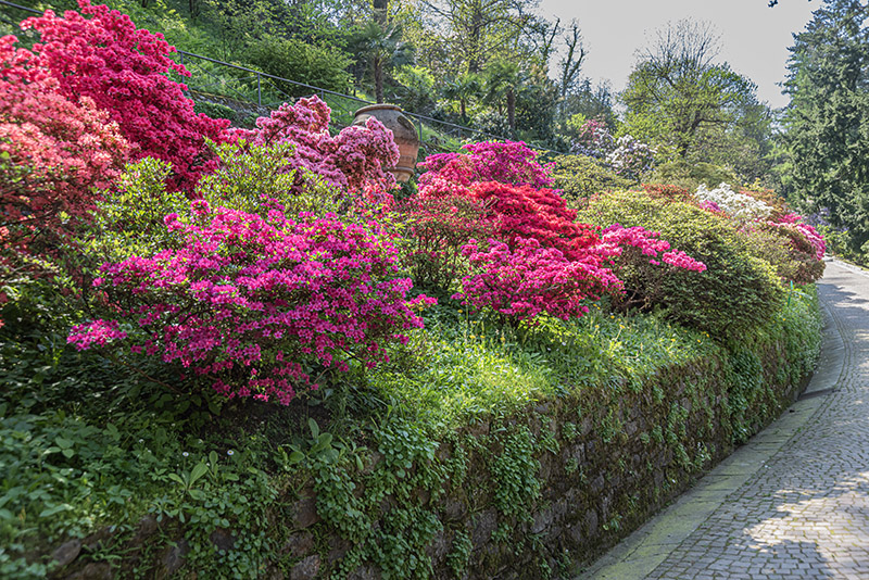 AZALEA, RHODODENDRUM, ERICACEAE - 3037 - immagine 1