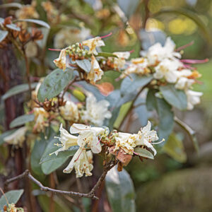 RHODODENDRON, AURITUM, ERICACEAE, CHINA - 3053