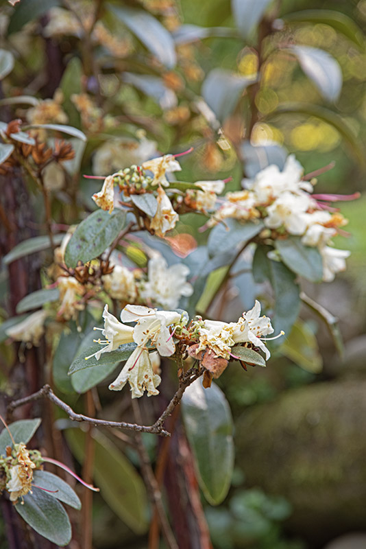 RHODODENDRON, AURITUM, ERICACEAE, CHINA - 3053