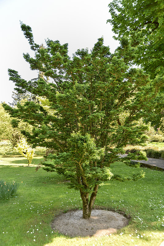 ACER, PALMATUM, RIBSCIFOLIUM, ACERACEAE - 3097