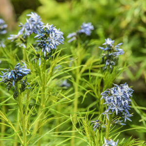 AMSONIA HUBRICHTII, WOODSON, HUBRICHT S BLUESTAR, APOCYNACEAE, ARKANSAS, MISSOURI - 4265