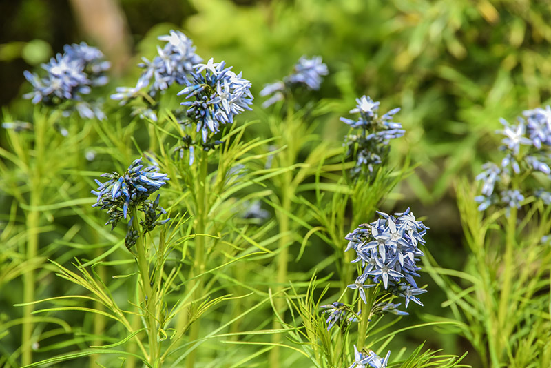 AMSONIA HUBRICHTII, WOODSON, HUBRICHT S BLUESTAR, APOCYNACEAE, ARKANSAS, MISSOURI - 4265 - immagine 1