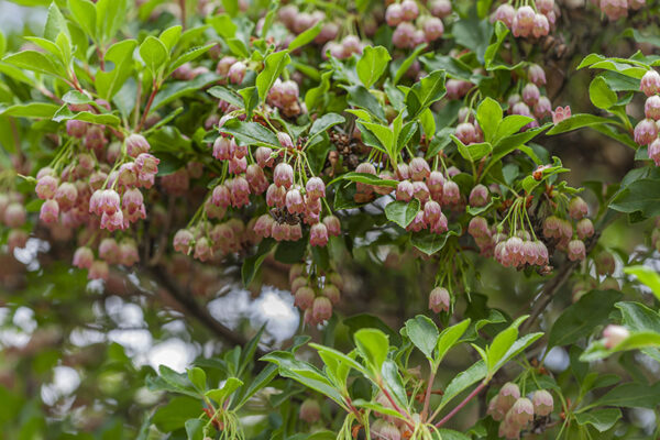 ENKIANTHUS PALLIDIFLORA - GIAPPONE - ERICACEAE - 5305