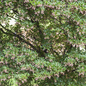 ENKIANTHUS PALLIDIFLORA - GIAPPONE - ERICACEAE - 5306