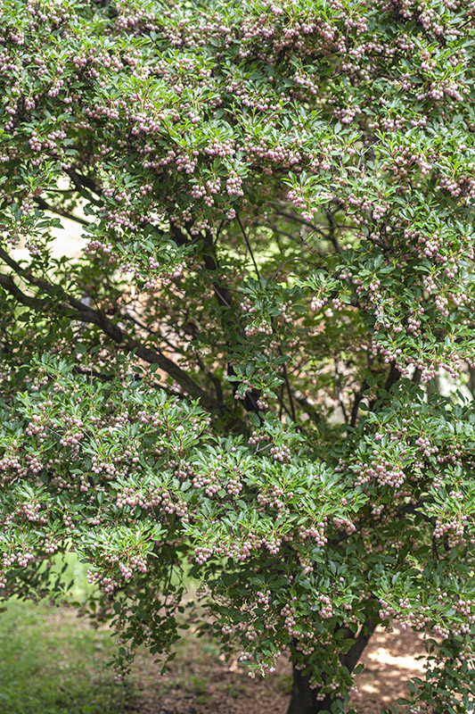 ENKIANTHUS PALLIDIFLORA - GIAPPONE - ERICACEAE - 5306