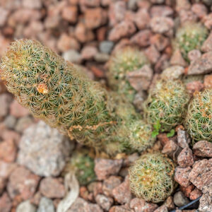 MAMMILLARIA RITTERIANA - MESSICO - CACTACEAE - 5353