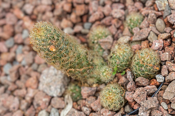 MAMMILLARIA RITTERIANA - MESSICO - CACTACEAE - 5353