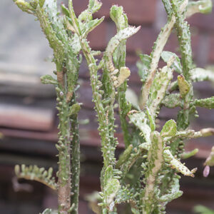 OPUNTIA MONACANTHA - ARGENTINA BRAZIL PARAGUAY - CACTACEAE - 5358