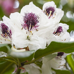 RHODODENDRON - SAPPHO - ERICACEAE - 5504