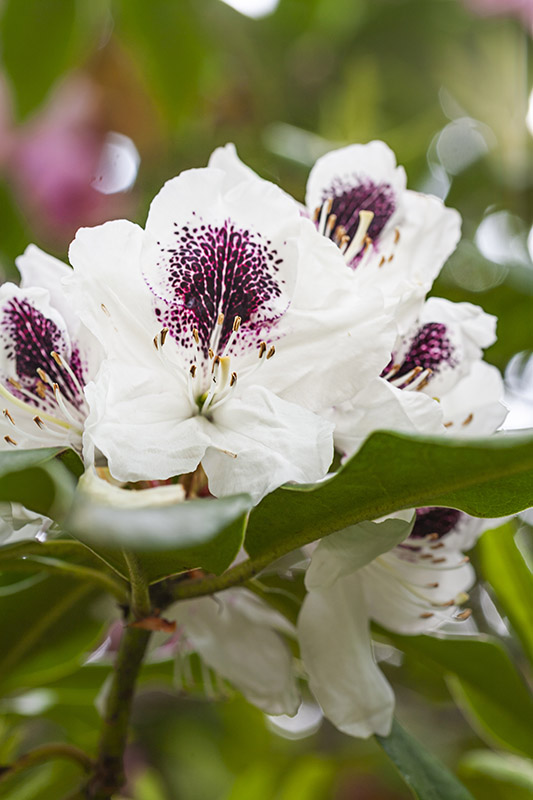 RHODODENDRON - SAPPHO - ERICACEAE - 5504