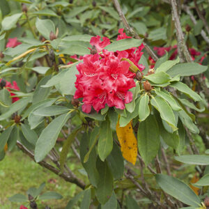 RHODONEDRON JEAN MARIE DE MONTAGUE - ERICACEAE - 5561