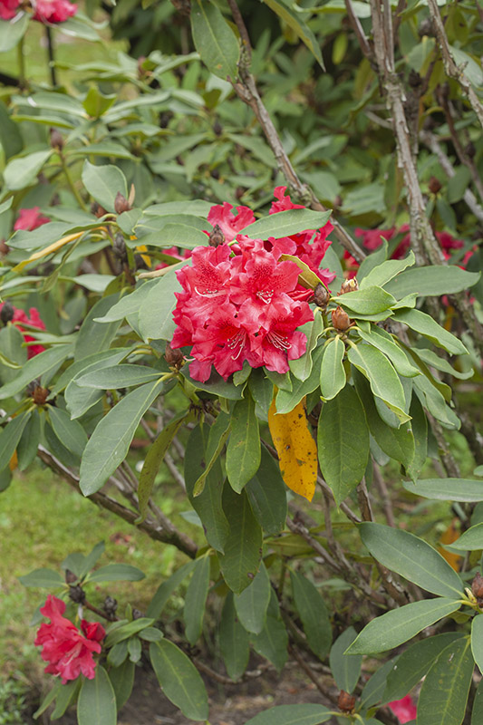 RHODONEDRON JEAN MARIE DE MONTAGUE - ERICACEAE - 5561