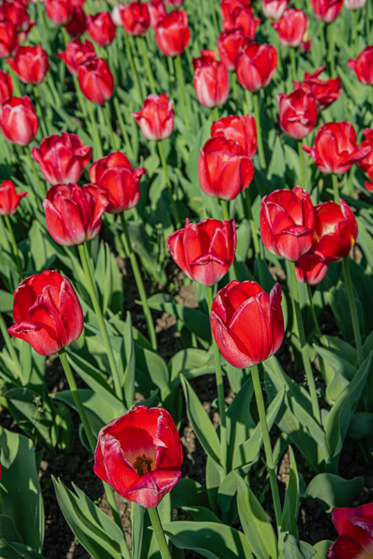 TULIPA, TULIPANO, JUDITH LEYSTER, LILIACEAE - 2561