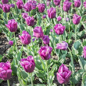 TULIPA, TULIPANO, PASSIONALE, LILIACEAE - 2567