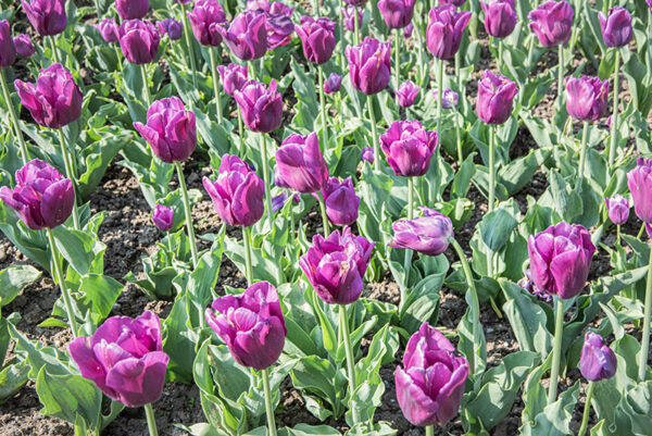 TULIPA, TULIPANO, PASSIONALE, LILIACEAE - 2567