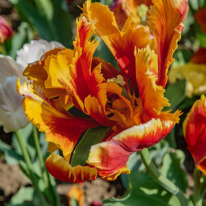 TULIPA, TULIPANO, PAPPAGALLI, LILIACEAE - 2587