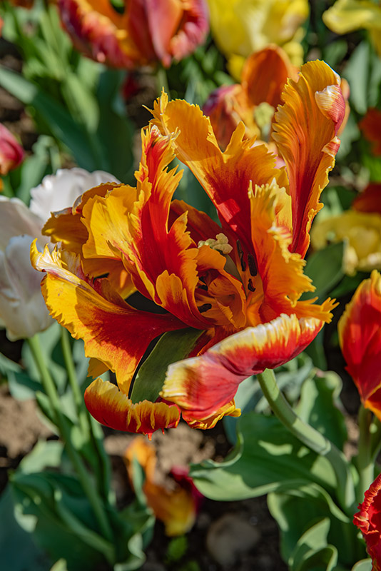 TULIPA, TULIPANO, PAPPAGALLI, LILIACEAE - 2587