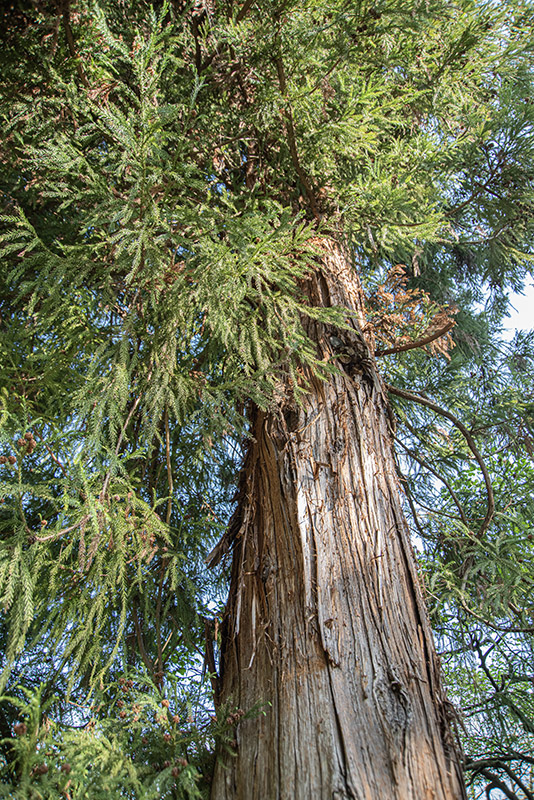 CRYPTOMERIA, JAPONICA, TAXODIACEAE, CINA, GIAPPONE - 2515