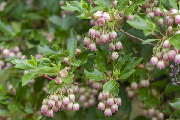 ENKIANTHUS PALLIDIFLORA - GIAPPONE - ERICACEAE - 5304